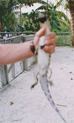 021-How to hold an alligator